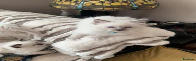 Ragdoll 3