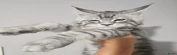 Maine Coon cats for stud: Milo Shaded stud ns11 - Advert 20