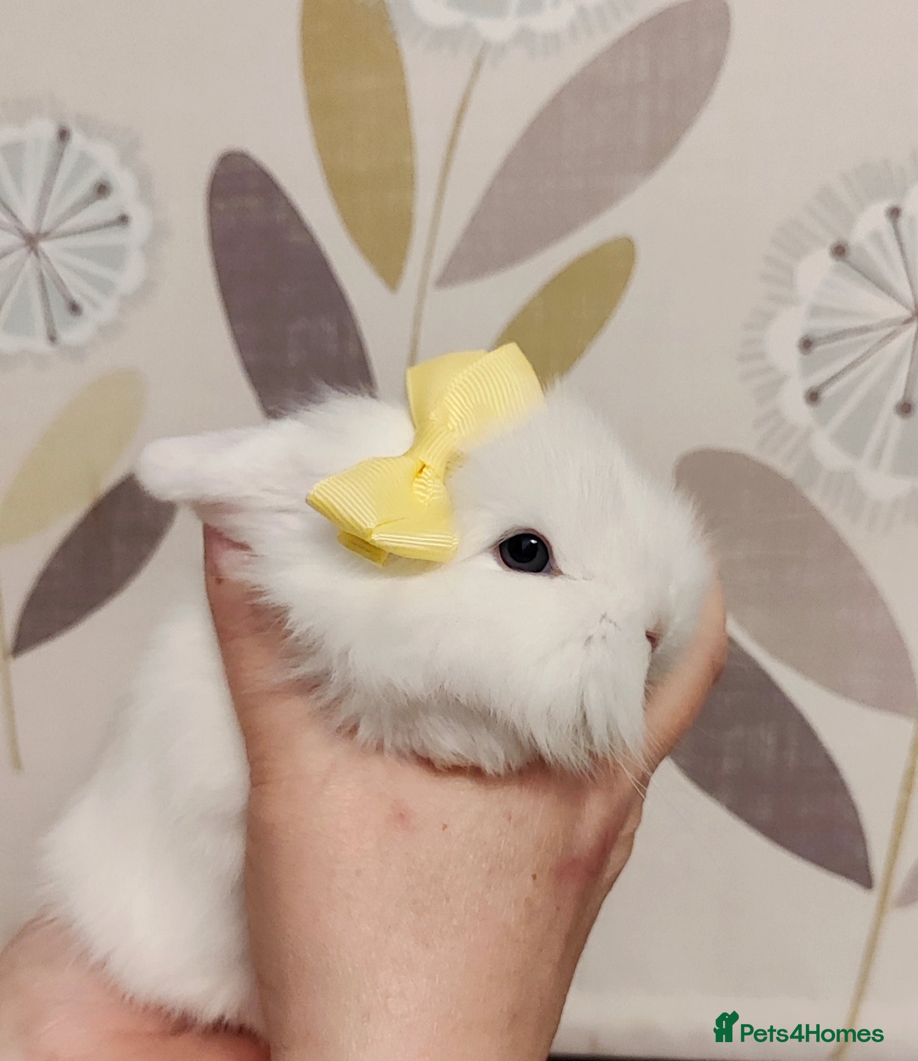 Mini Lop rabbits Beautiful mini lop x mini lop lion head  - Advert 1