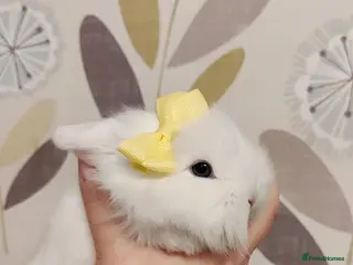 Mini Lop rabbits Beautiful mini lop x mini lop lion head - Advert 1