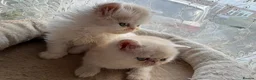 Exotic cats for sale: Exotic Persian  kittens - Advert 5