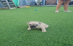 French Bulldog dogs for sale: French Bulldog puppies - Image 17