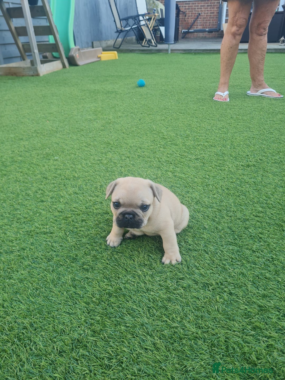 French Bulldog dogs for sale: French Bulldog puppies - Image 17