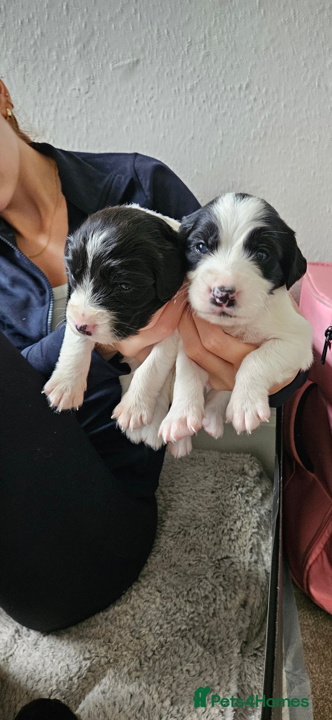 Mixed Breed dogs for sale: Spangold puppies  - Advert 2