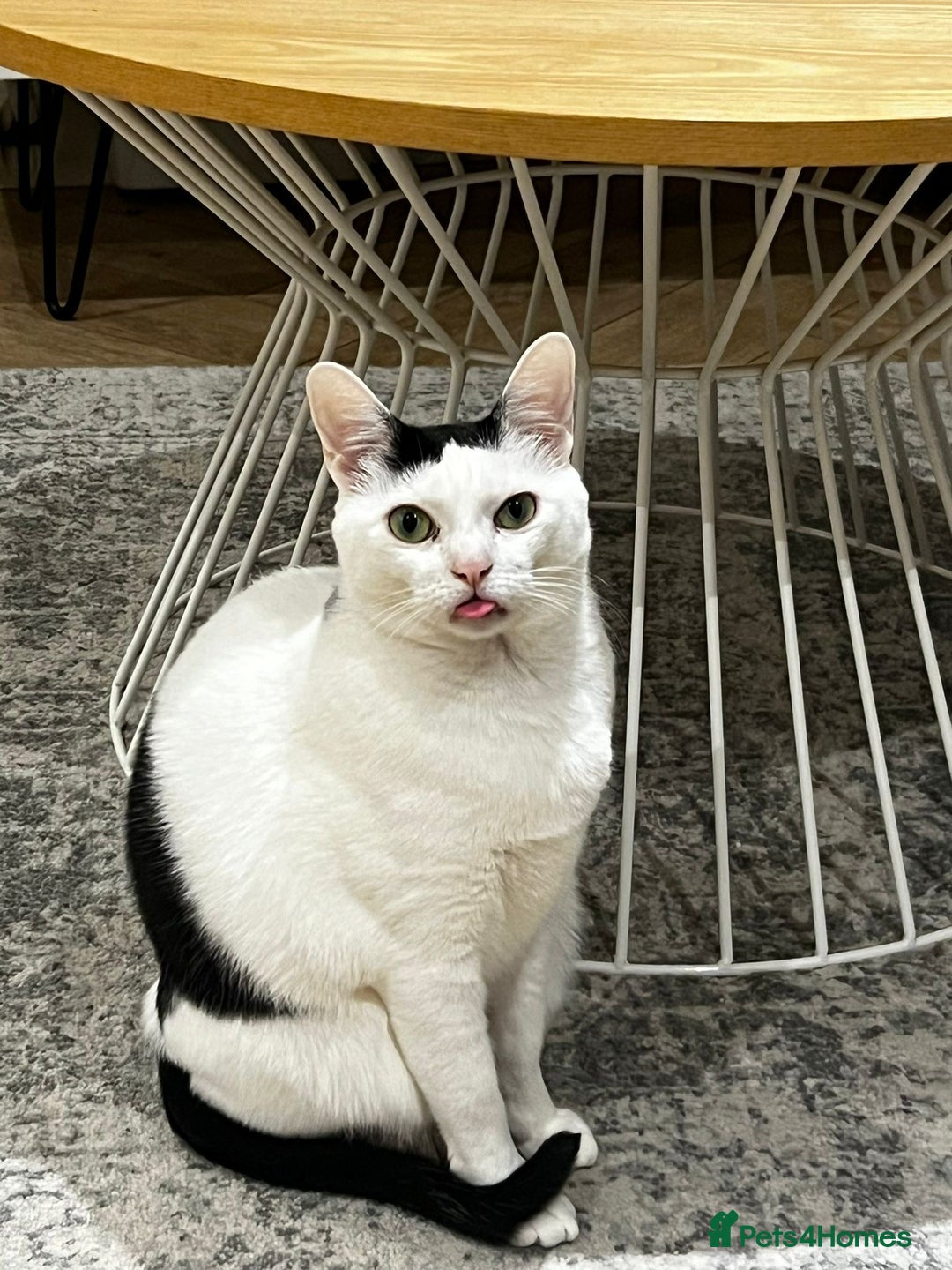 Mixed Breed cats for sale: Heartbroken to Rehome My Bonded Sisters (£0) - Advert 3