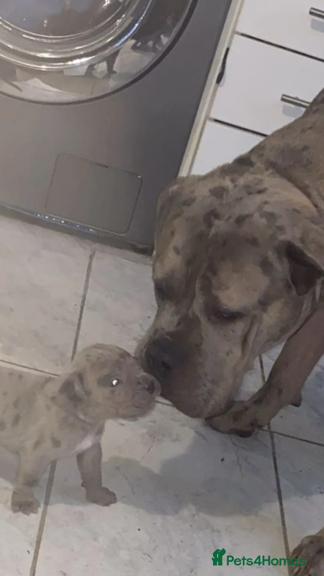 Cane Corso dogs for sale: Cane corso champion bloodline pups  - Advert 33