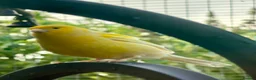 Canaries birds for sale: Canary - Advert 2