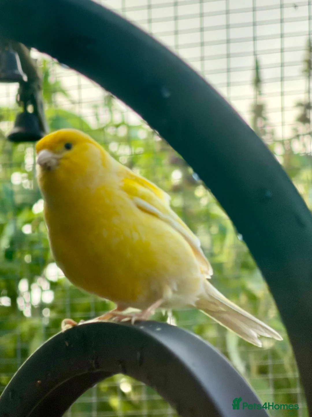 Canaries birds for sale: Canary - Advert 2