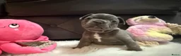 French Bulldog dogs for sale: 🐾 Outstanding litter of 6 🐾 - Advert 40