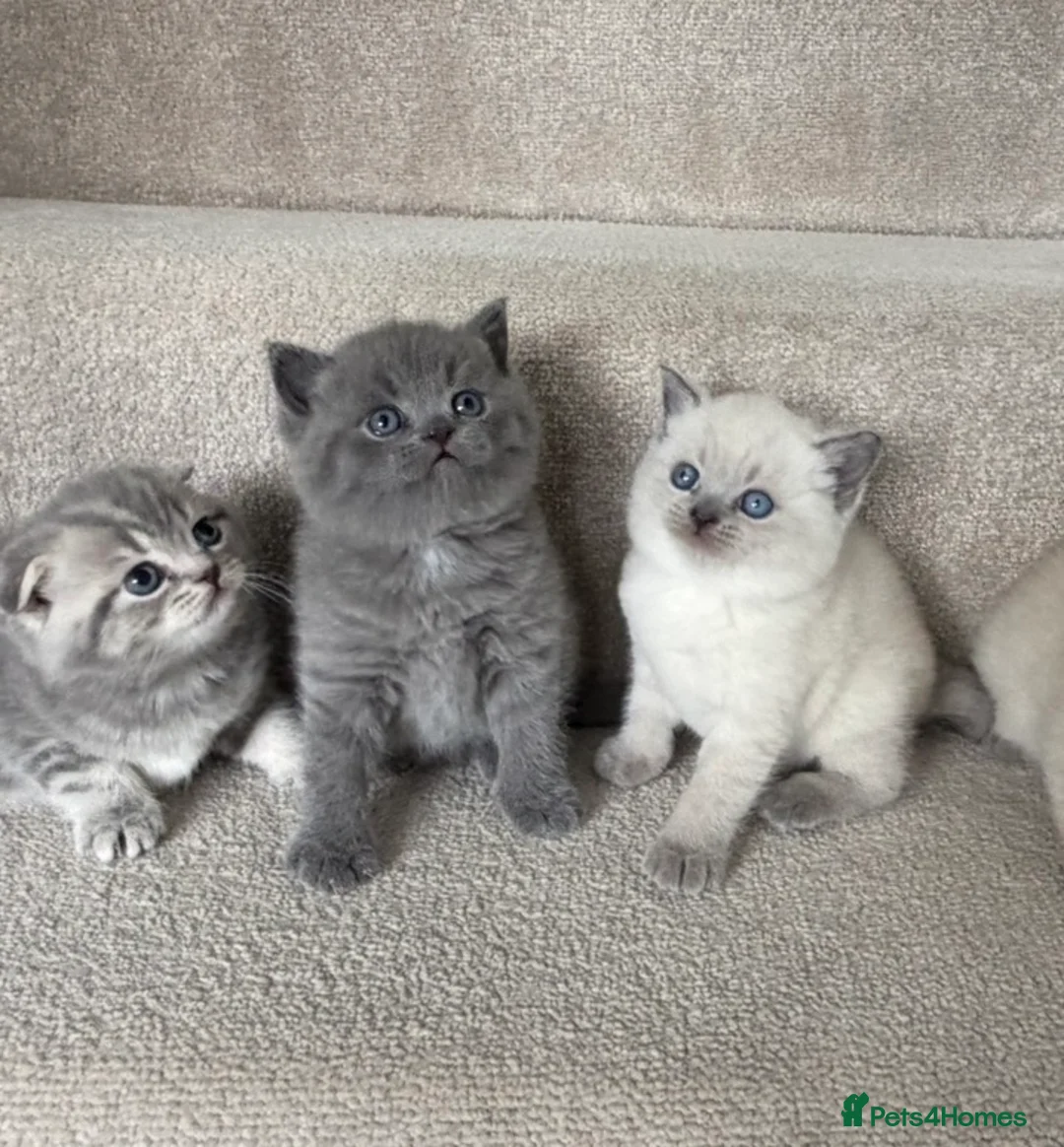 British Shorthair cats for sale: Scottish Shorthair and British Shorthair  - Advert 1