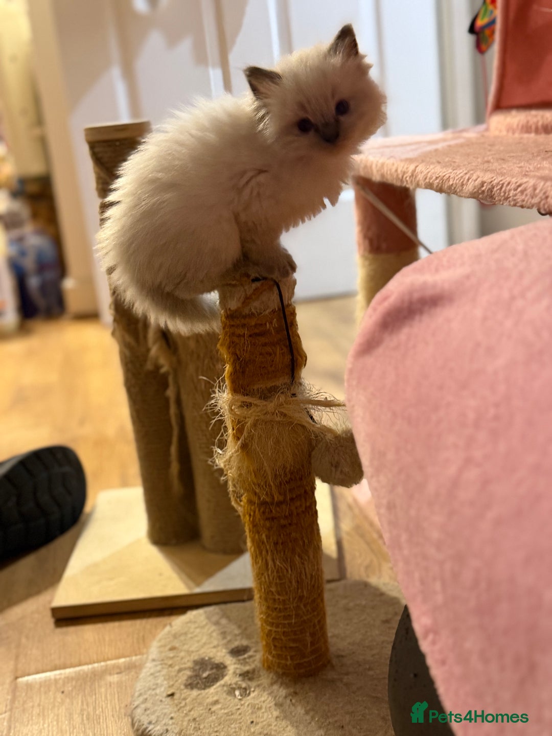 Ragdoll cats for sale: 🐾 Pure Ragdoll Kittens Looking for Loving Homes  - Advert 9