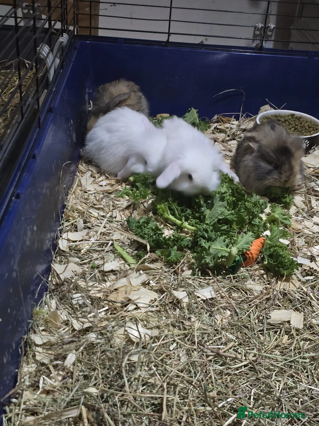 Mini Lion Lop rabbits for sale: Mini lion lop x French continental  - Advert 4