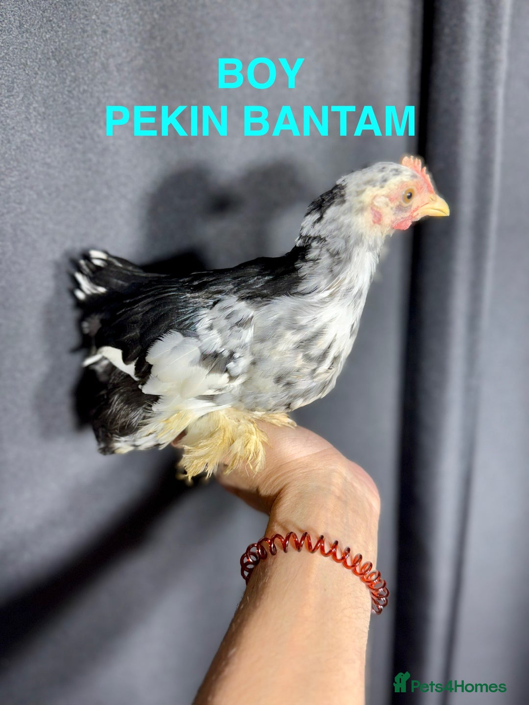 Chickens poultry for sale: Beautiful Pekin Bantam chicks for sale - Image 5