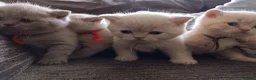 British Shorthair cats for sale: GCCF registered cream and lilac BSH - Advert 2