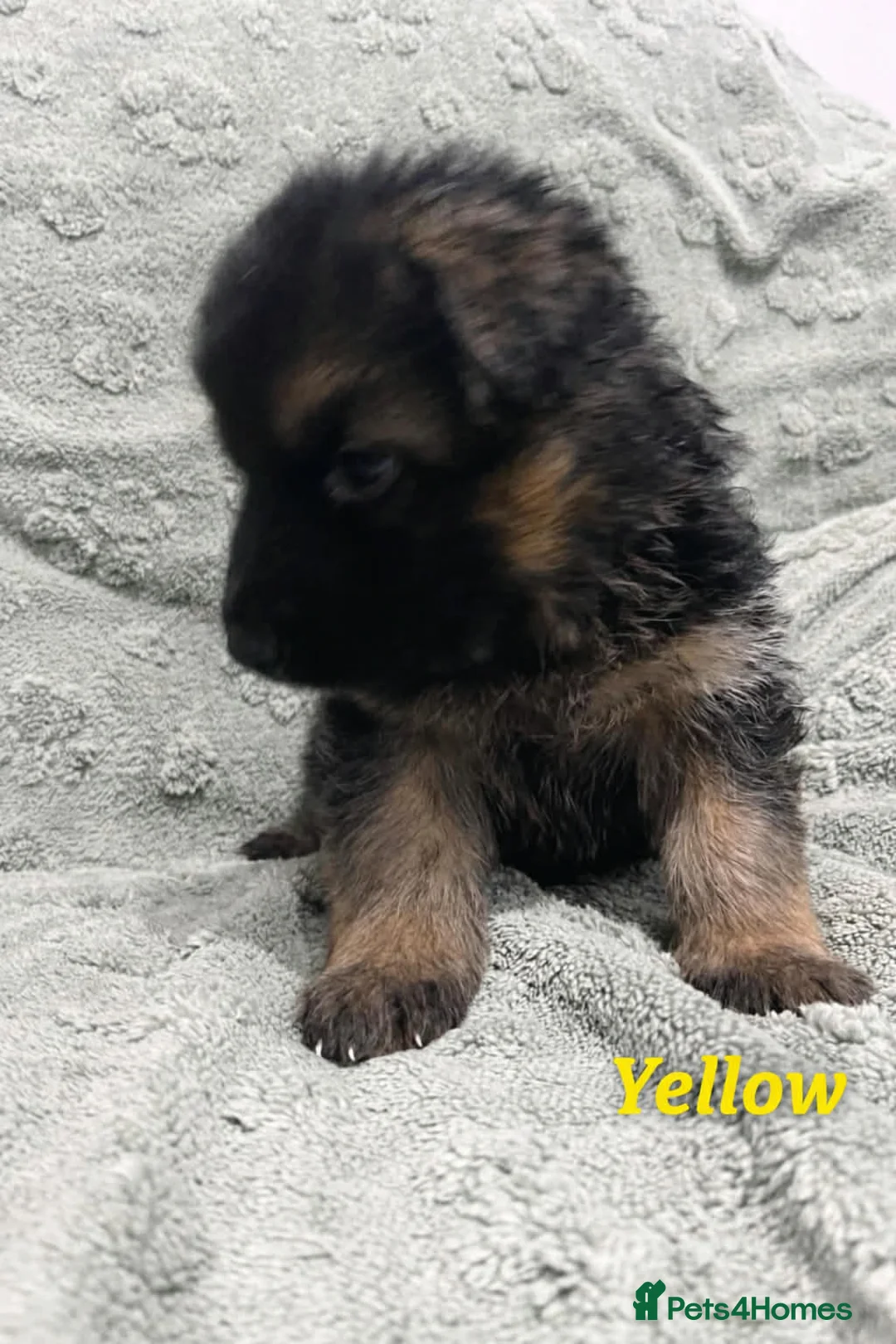 German Shepherd dogs for sale: Beautiful German Shepherd Puppies Kc Registered  - Advert 6