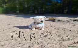 West Highland Terrier dogs for sale: Gorgeous West Highland White (Westie) Puppies - Image 26