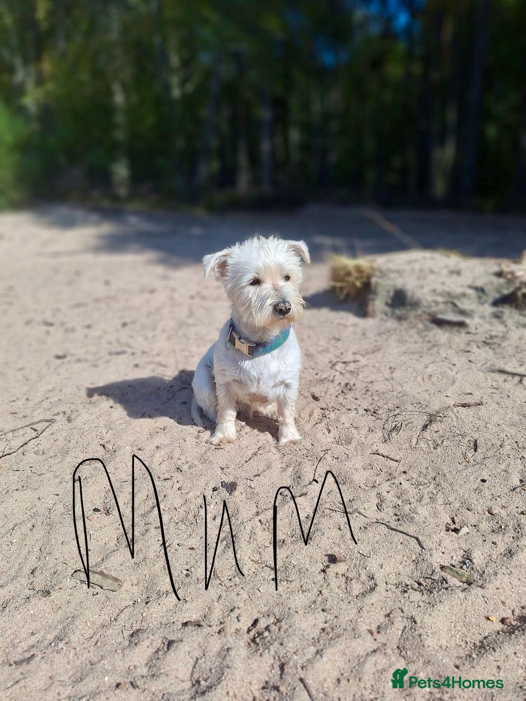 West Highland Terrier dogs for sale: Gorgeous West Highland White (Westie) Puppies - Image 26