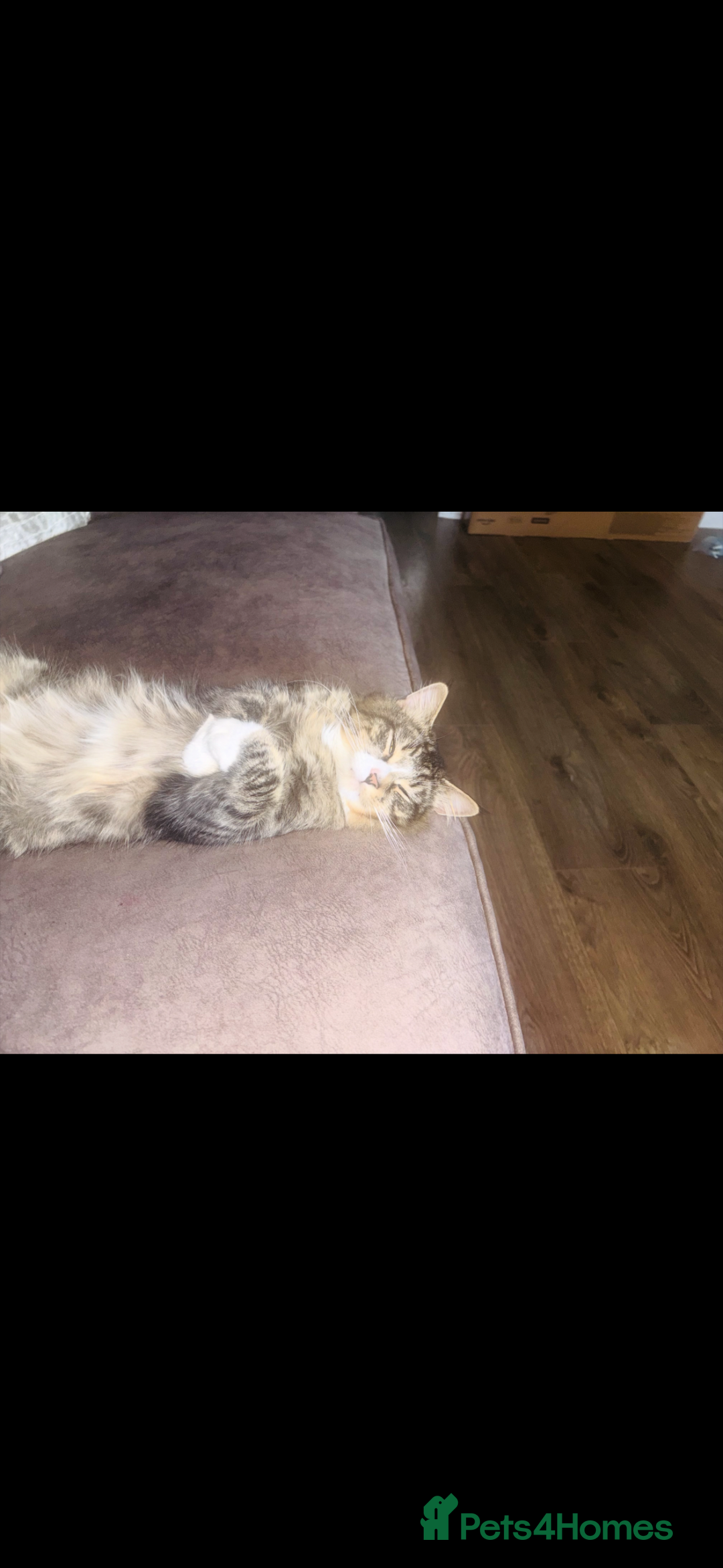 Mixed Breed cats for sale: Teddy  - Advert 4