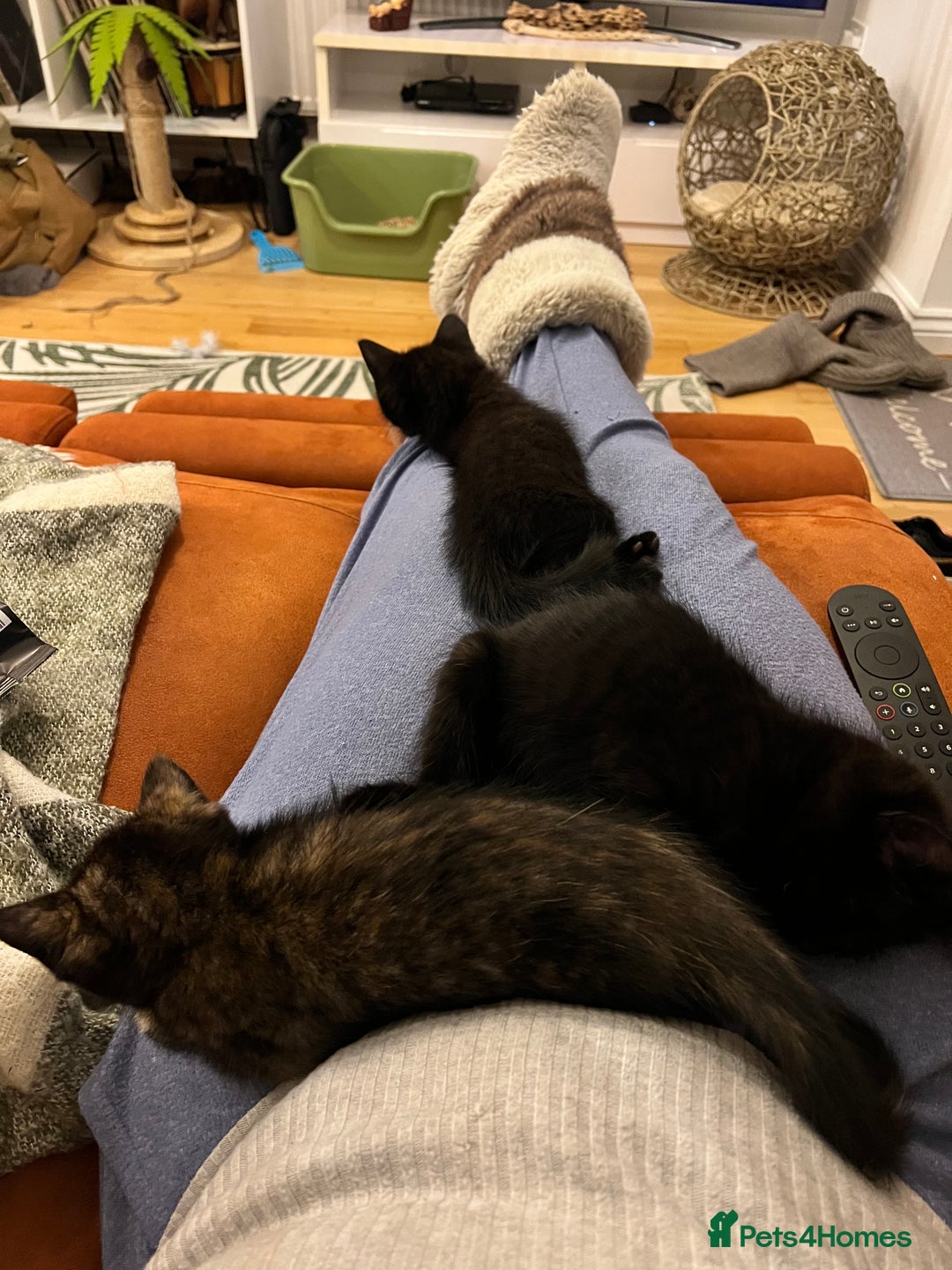 Ragdoll cats for sale: Beautiful coat Mink Ragdoll X British Short hair - Advert 5