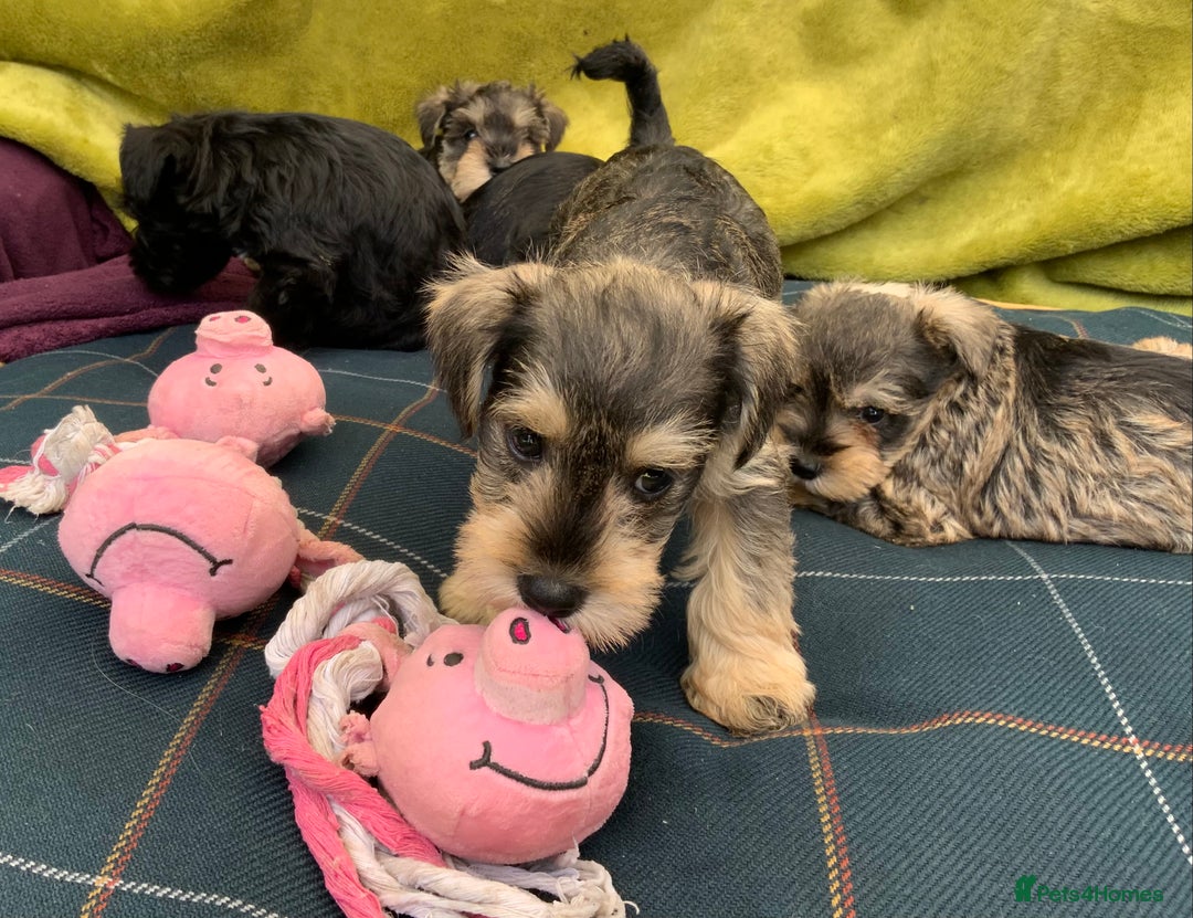 Miniature Schnauzer dogs for sale: Happy healthy miniature Schauzer puppies - Image 16