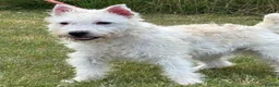 Jack Russell dogs for sale: Jack Russell bitch, 1 year old in Woodbridge - Advert 1