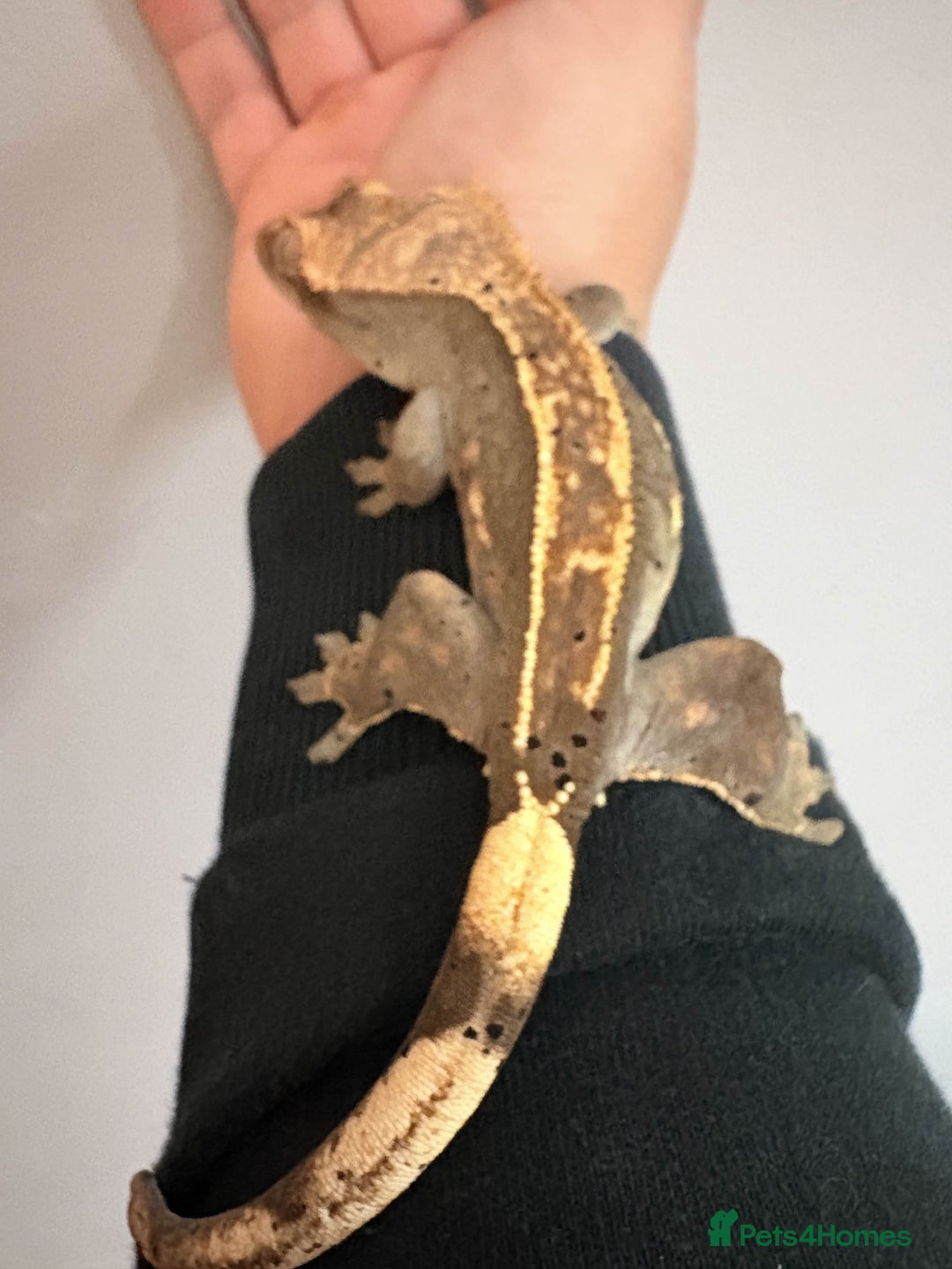 Gecko reptiles for sale: Crested Geckos - Various morphs - Ready to go - Advert 14