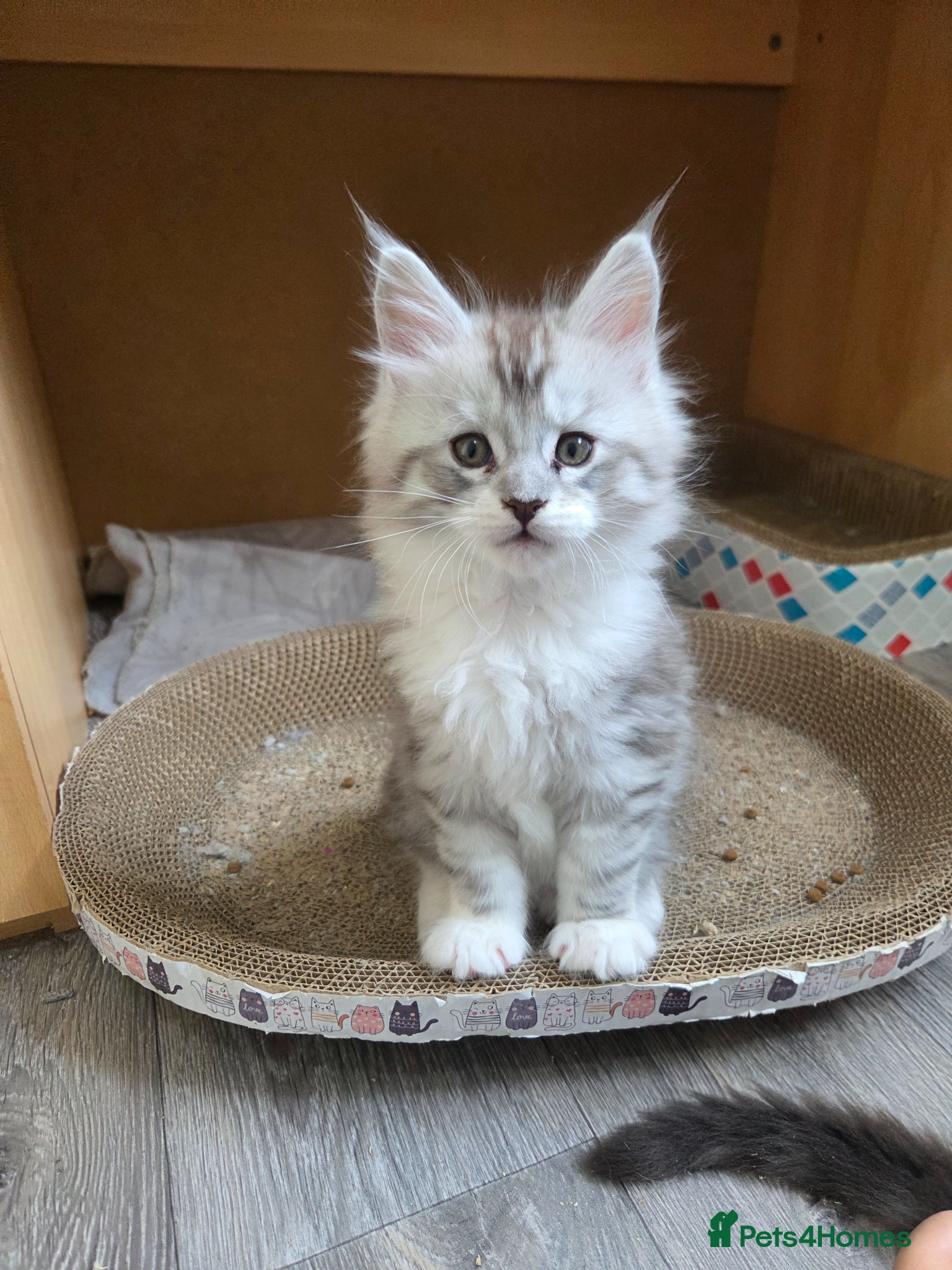 Maine Coon cats Outstanding Quality shaded line Boys - Advert 1