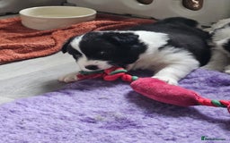 Border Collie dogs for sale: B. C. Puppies black and white kc reg - Advert 6