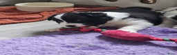 Border Collie dogs for sale: B. C. Puppies black and white kc reg - Advert 6