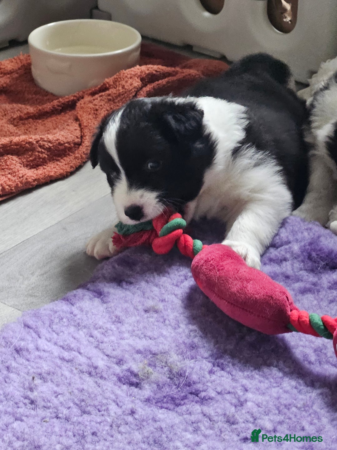 Border Collie dogs for sale: B. C. Puppies black and white kc reg - Advert 6