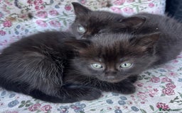 British Shorthair cats for sale: Beautiful fluffy kittens ready in 2 weeks  - Image 13