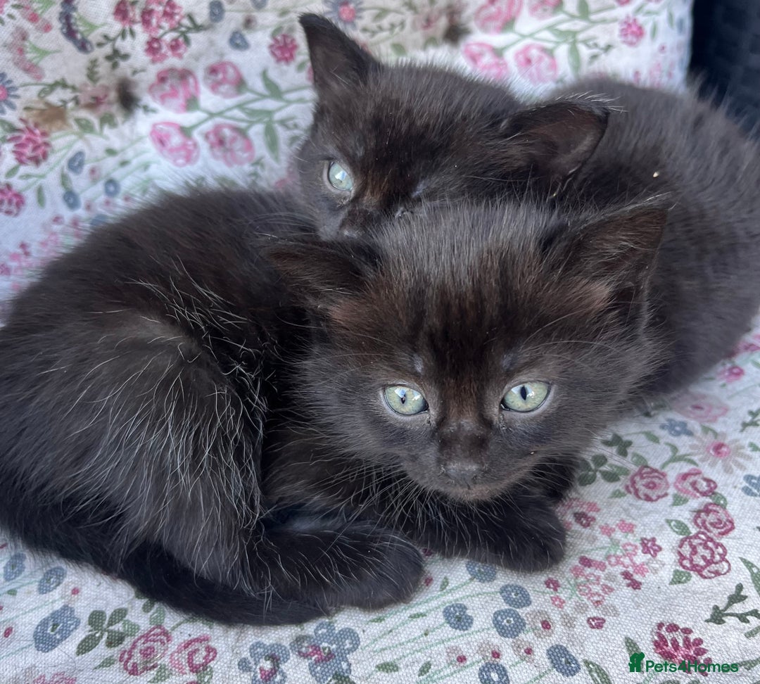 British Shorthair cats for sale: Beautiful fluffy kittens ready in 2 weeks  - Image 13