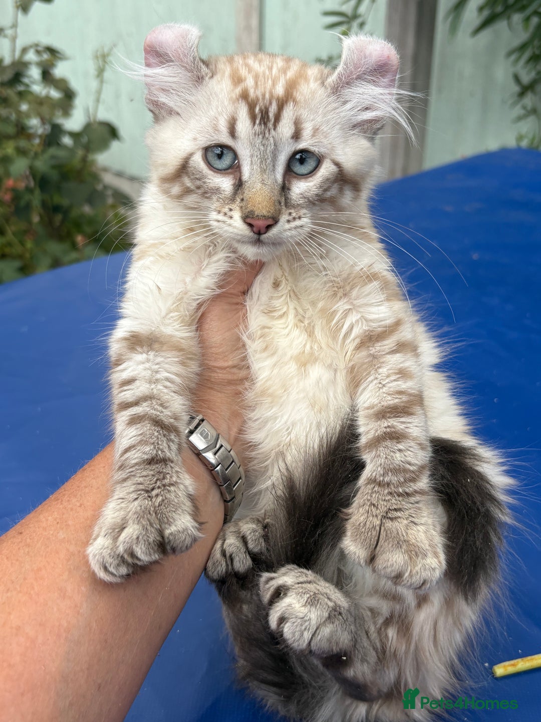 Keetso cats for sale: Stunning polydactyl longhaired snow leopard Keetso - Image 32