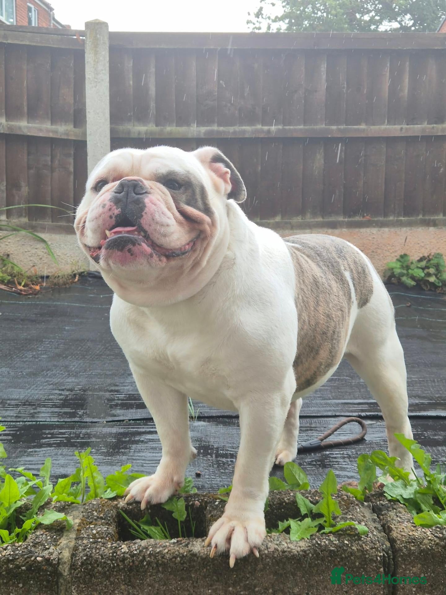 Olde English Bulldogge dogs 4 year old male  - Advert 1