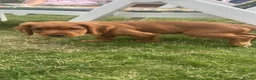 Cocker Spaniel dogs for sale: Red Working Cocker Spaniels - Advert 9