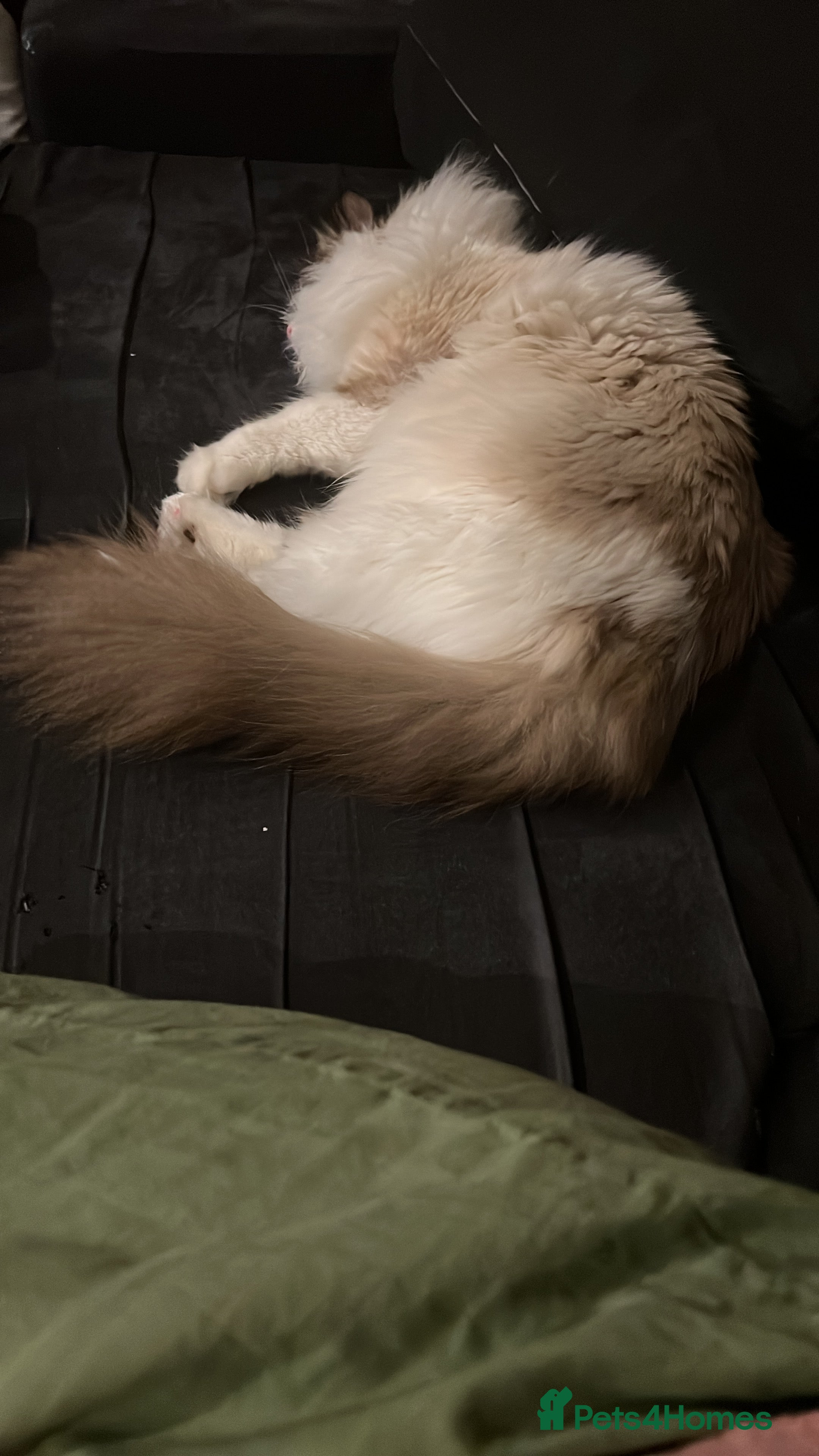 American Wirehair cats  ragdoll neutred microchipped  - Advert 1