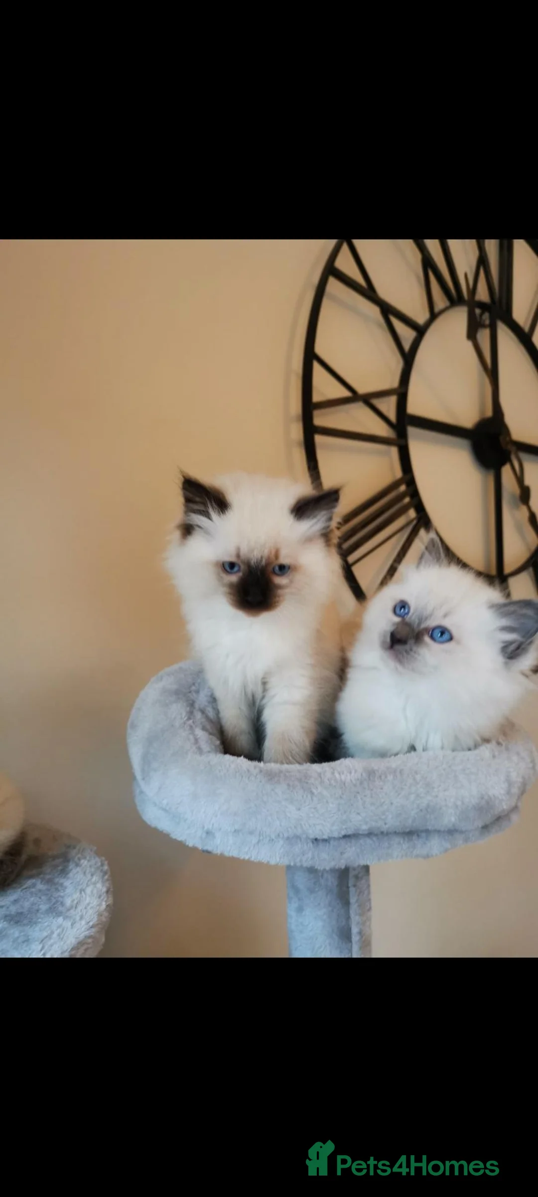 Ragdoll cats for sale: Health tested pure breed ragdoll kittens  - Advert 1