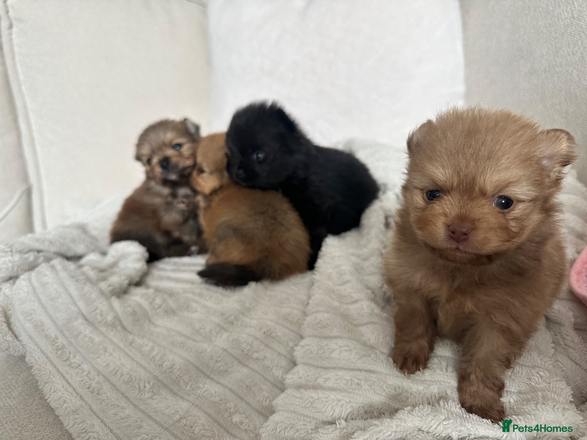 Pomeranian dogs Tiny teddy bear Pomeranian puppies KC registered - Advert 3