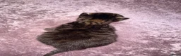 Maine Coon cats for sale: Maine coon cross  - Advert 16