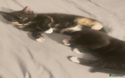 Mixed Breed cats for sale: Delightful mix-breed Siamese-black calico-kittens - Image 36