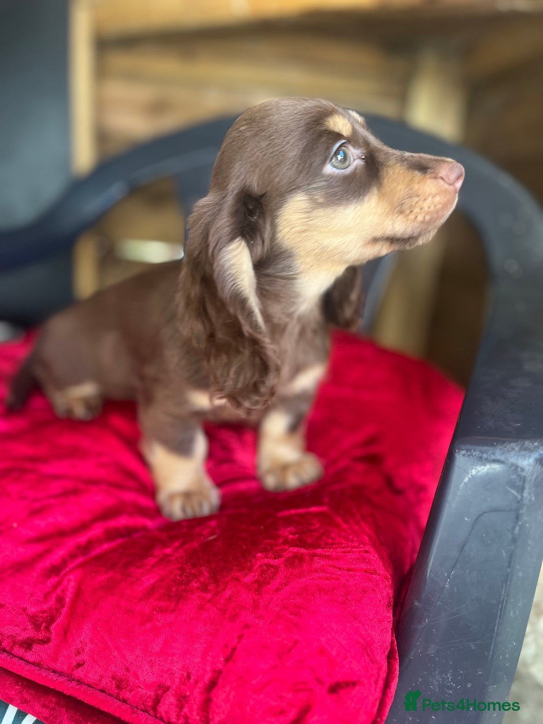 Miniature Dachshund dogs for sale: Miniture long haired daschund pups  - Image 7