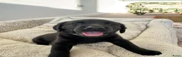 Labrador Retriever dogs for sale: Gorgeous 6-Week-Old Working Labrador Puppies in Ripley - Advert 19