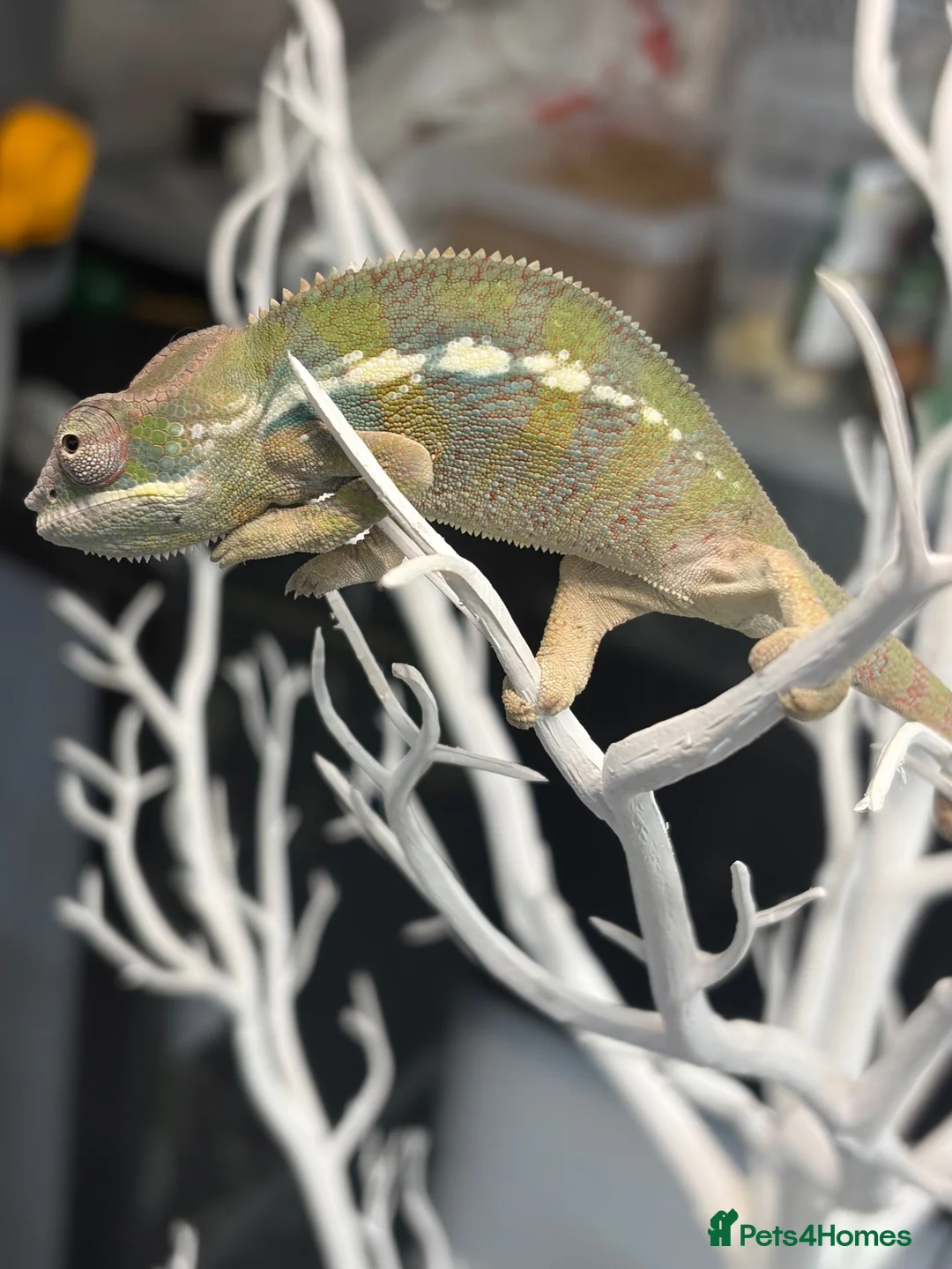 Chameleon reptiles for sale: Ambilobe chameleon - Advert 5