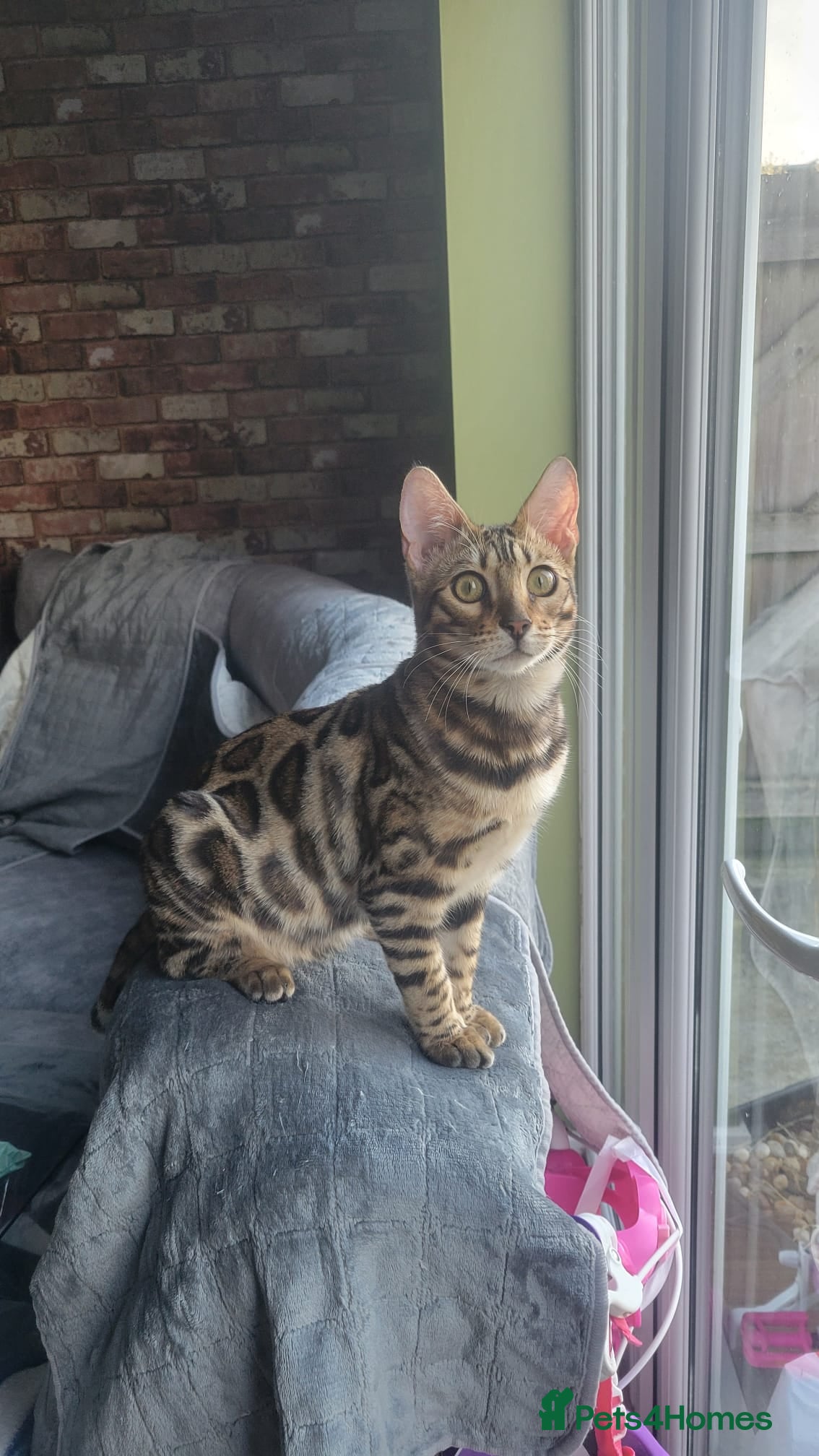 Bengal cats Stunning pedigree Bengal kitten  - Advert 14