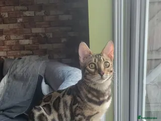 Bengal cats Stunning pedigree Bengal kitten - Advert 14