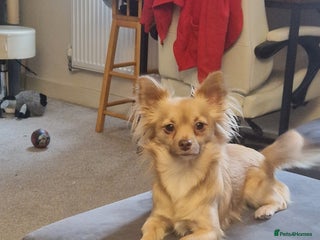 Mixed Breed dogs for sale - Advert 1