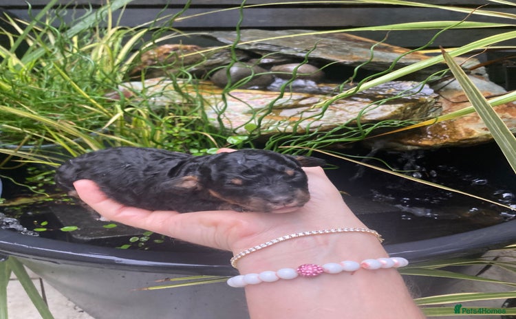 Cavapoo dogs - Advert 4