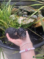 Cavapoo dogs - Advert 1