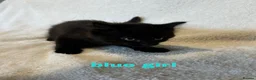 Mixed Breed cats for sale: Ragdoll x kittens  in Cardigan - Advert 6