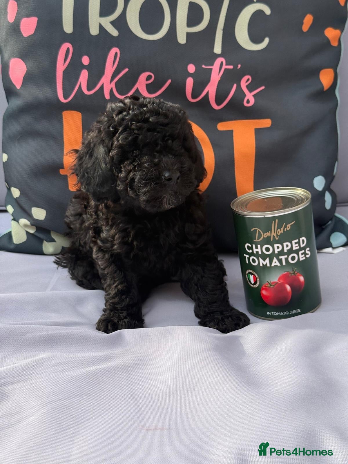 Cockapoo dogs LAST ONE READY NOW DNA & Health Tested Parents - Advert 1